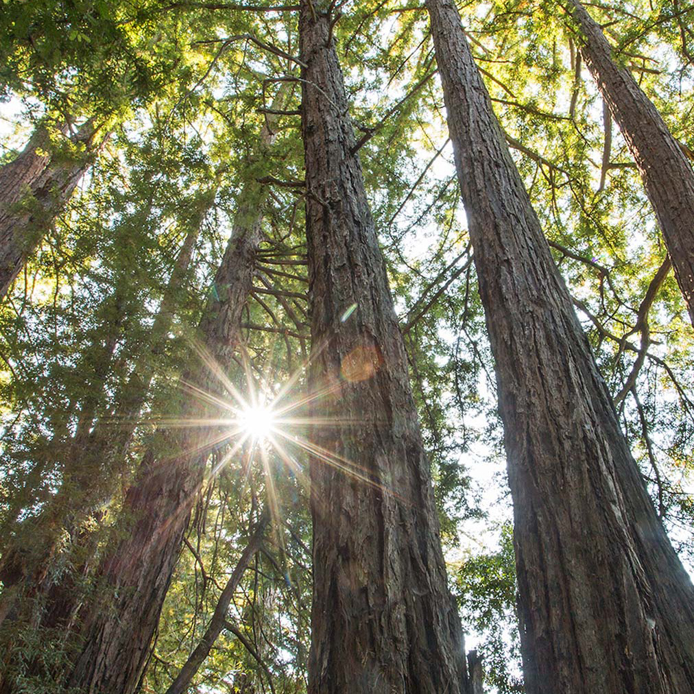 Forest Meditation