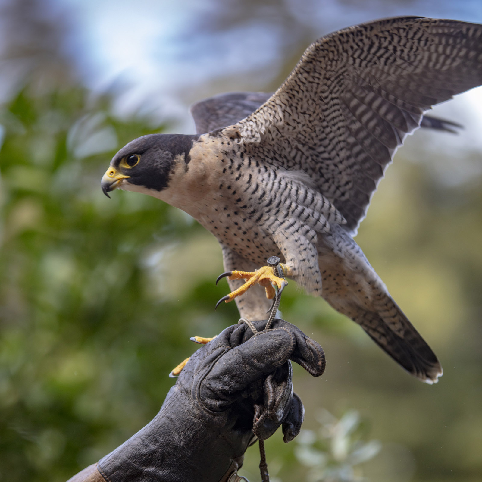 Falconry