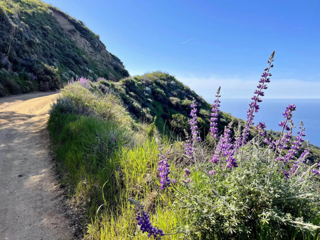 Coast Ridge Trail