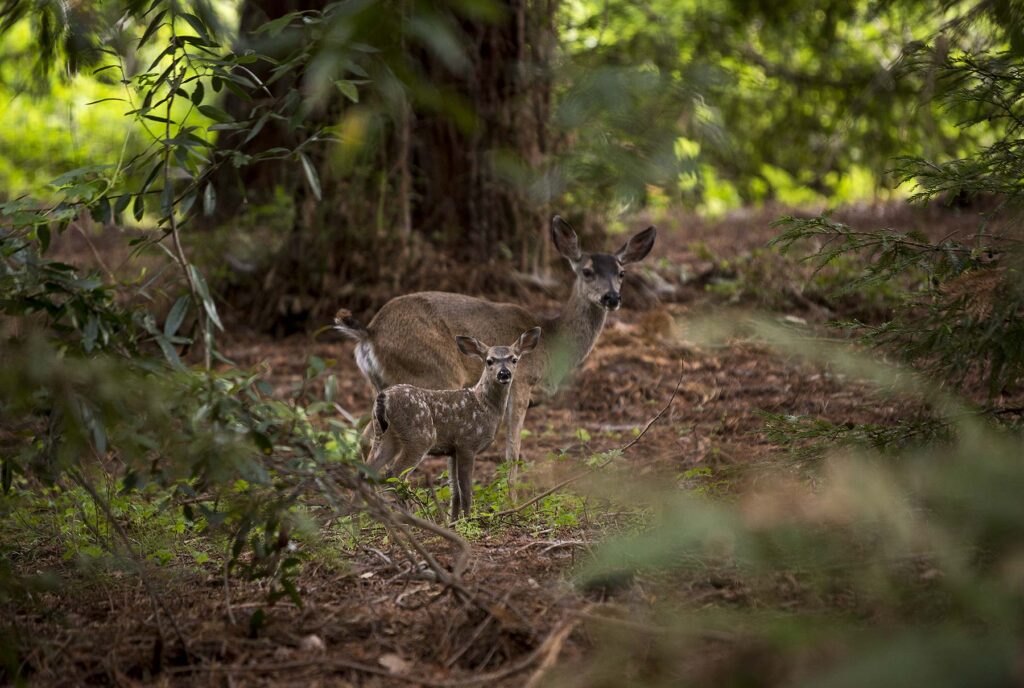 Deer at Post Ranch