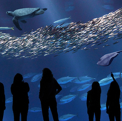 Monterey Bay Aquarium